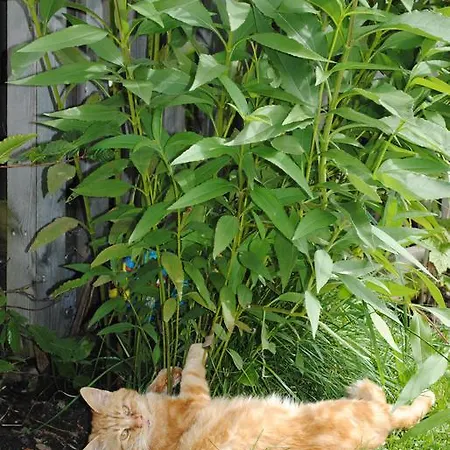 Ransburggut * 플라차우