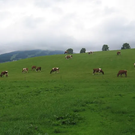 Ransburggut *